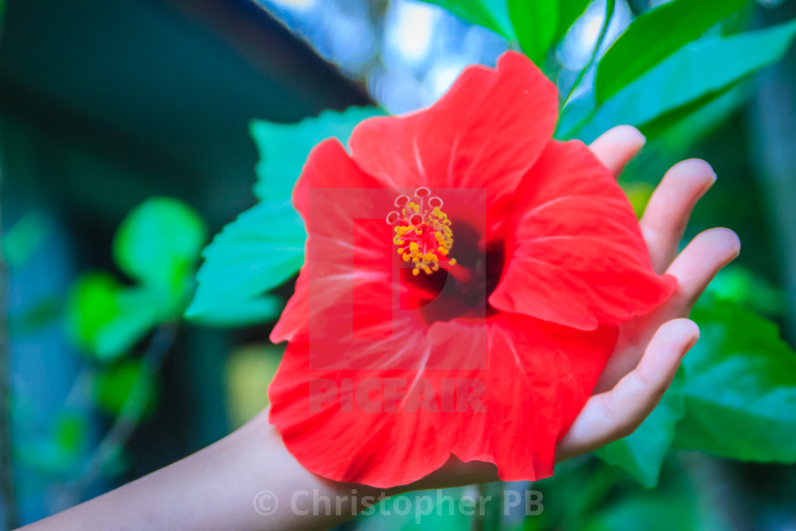 Red hybrid Hibiscus Rosa-Sinensis flower, also known as Chinese